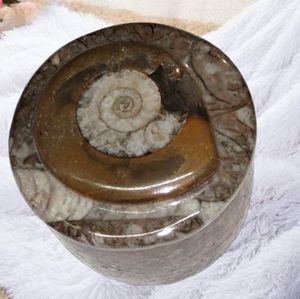 .Fossilized Ammonite Fossil" on the Trinket Box's Lid.